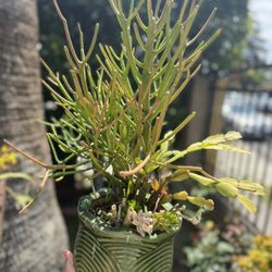 Beautiful Plants In A Pretty Ceramic Pot 