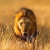 TheApexPredator