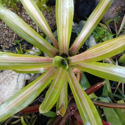 Pink White Green Bromeliad Potted Plant Landscape Plant