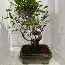 Ficus Bonsai