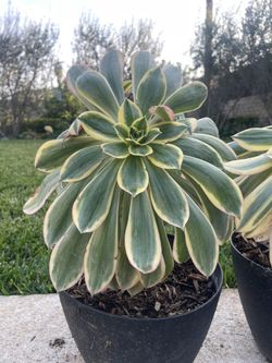 2 Gallon Aeonium Sunburst