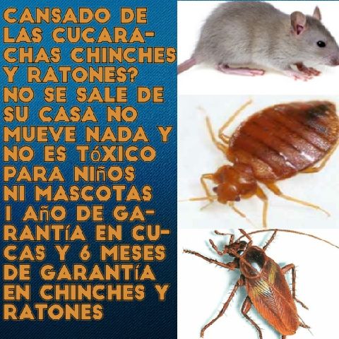 Exterminador de plagas chinches y cucarachas y ratones