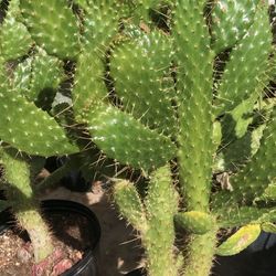 Consolea corallicola, Florida semaphore cactus