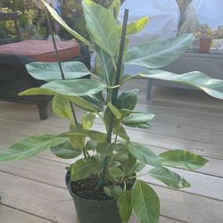 Ficus Lemon Gem Plant Comes in a 8" Nursery Pot, Check Profile for More Plants