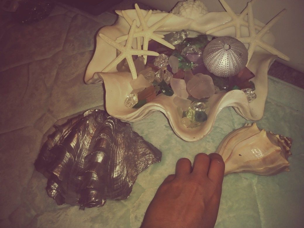 Massive white decorative clam I was going to use as a succulent garden for my coffe table decor but went with a bowl instead.