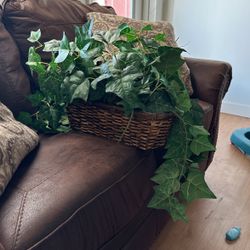 Plant Decor