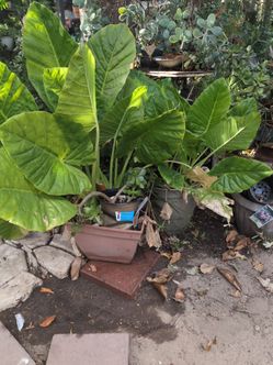 Elephant ear plant