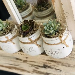 Beautiful Succulents 