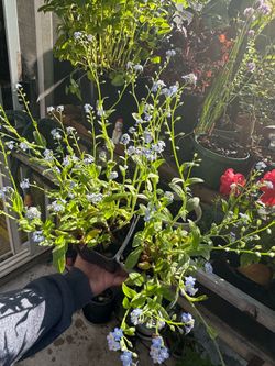 Forget me not  $4 each