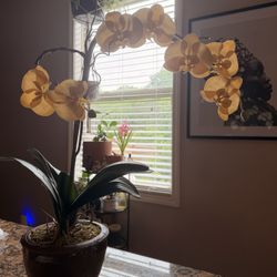 Faux Orchid Plant 