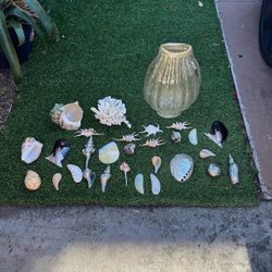 Misc Sea Shells Etc $50