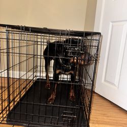 DOG CAGE