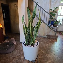 Gorgeous Sansevieria Snake Plants In Quality  Ceramic Pot With Shells 