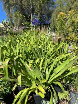 Agapanthus  plants