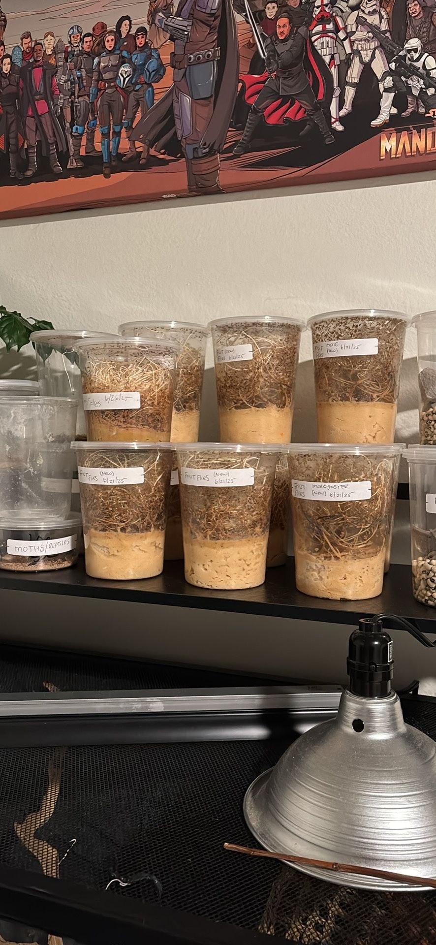 Fruit Fly Cultures (producing)