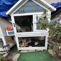 Guinea pig/rabbit Cage