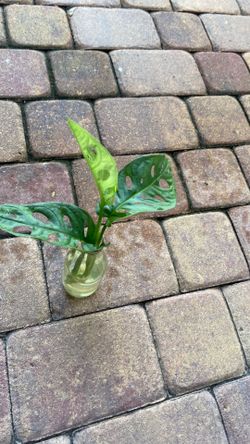 Monstera addasonii fresh cuttings with natural hole natural green color.