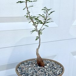 Pachycormus Discolor/ Baja Elephant Tree (Handmade Planter Included)   #D3