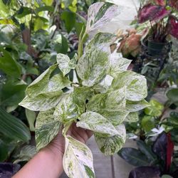 4” Snow Queen Pothos