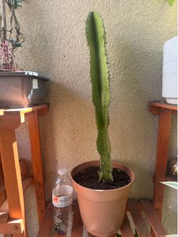 Euphorbia Cactus plant