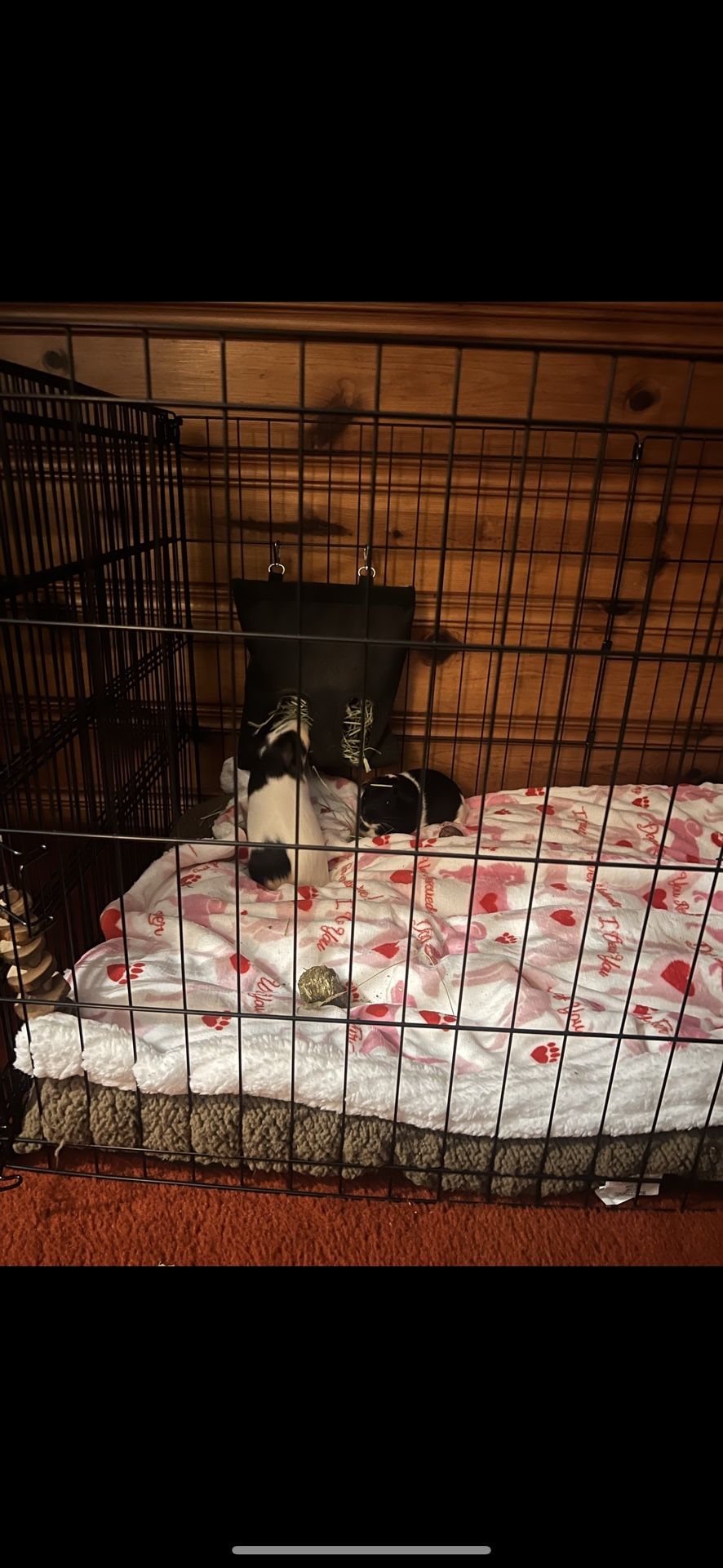 Two Guinea Pigs For Sale