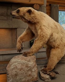 Full Body Bear Taxidermy Mount