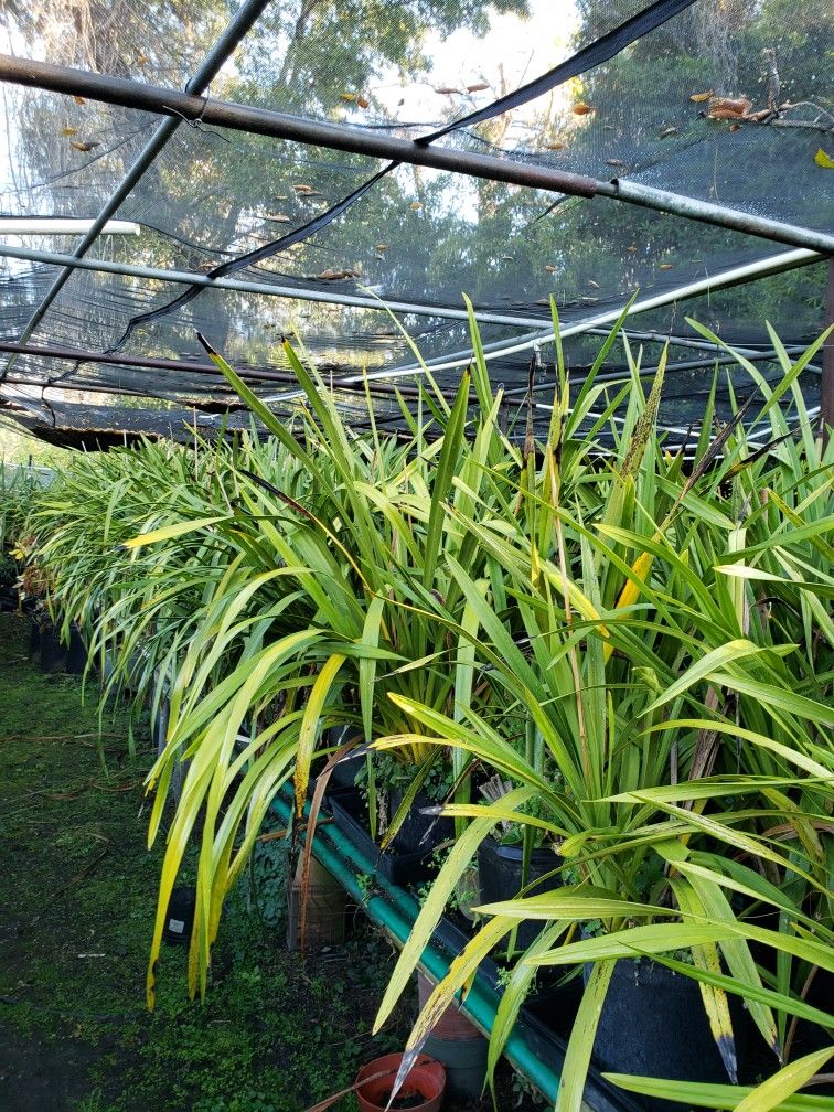 Huge Orchid Plant ( Simply Cymbidium)