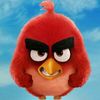 Angry bird