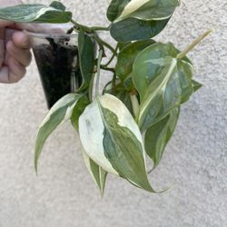 Philodendron Rio Plant
