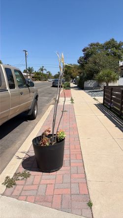 Free potted plant