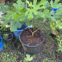 Chicago Hardy For Tree 