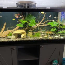 I Clean Fresh Water Fish Tanks 