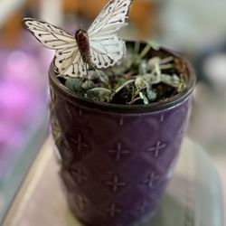 String Of Hearts In Purple Ceramic Pot