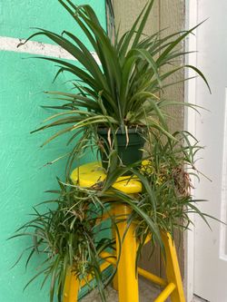 Beautiful spider plant
