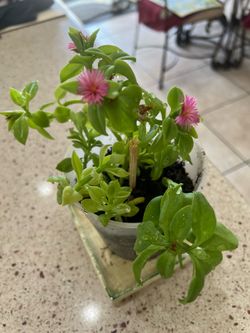 SUNNY. ROSE. PLANT