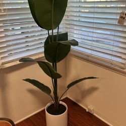 3x Flake Plants - $125 