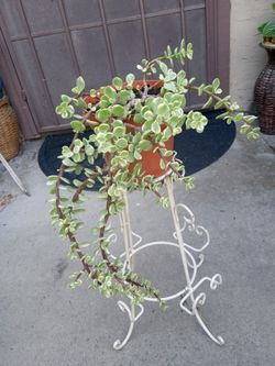 planta de abundancia