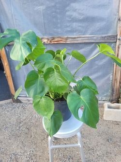 Monstera Plant 10" Nursery Pot
