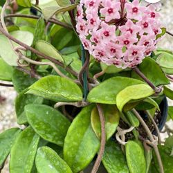 Hoya Plants (2 Left )