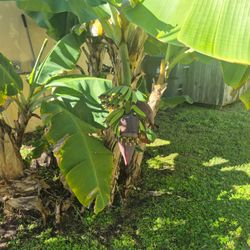 Blue Java banana plants