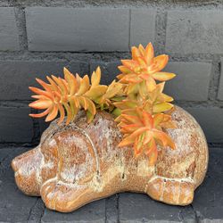 Succulents 