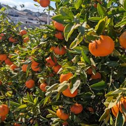 Tangerines Season Is Back 🎅1 Lb $3 Organic Fresh You Cut Your Own