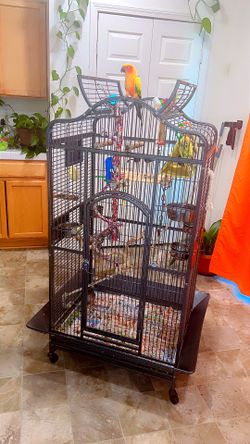Parrot 🦜