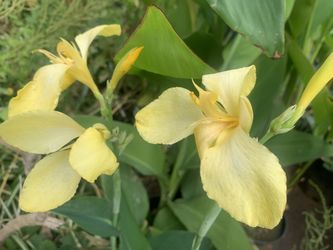 Canna Lilly 
