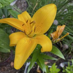 Asiatic Yellow Lily Perennial Plant.