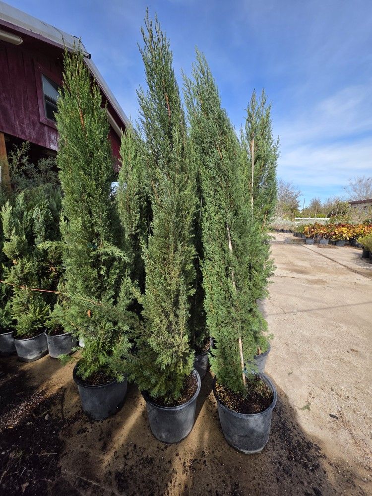 Italiano Cypress Pines 7gallon 7ft Tall