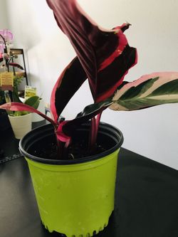 💐🌺💐 STROMANTHE TRIOSTAR PLANT 🌸💐🌺