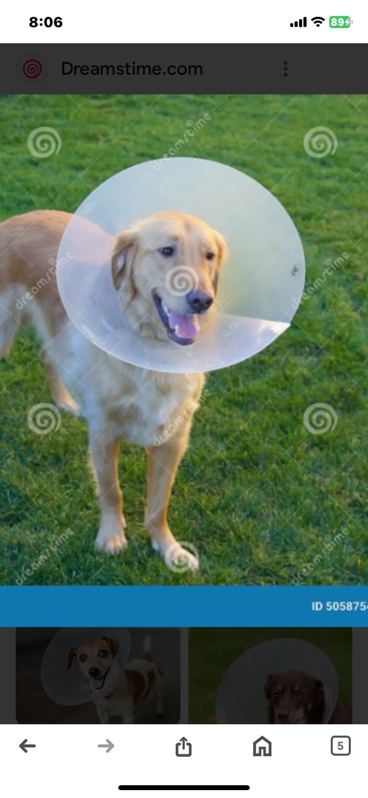 Dog E- Collar