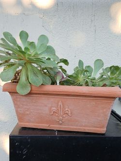Any of these plants