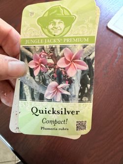 Quicksilver plumeria